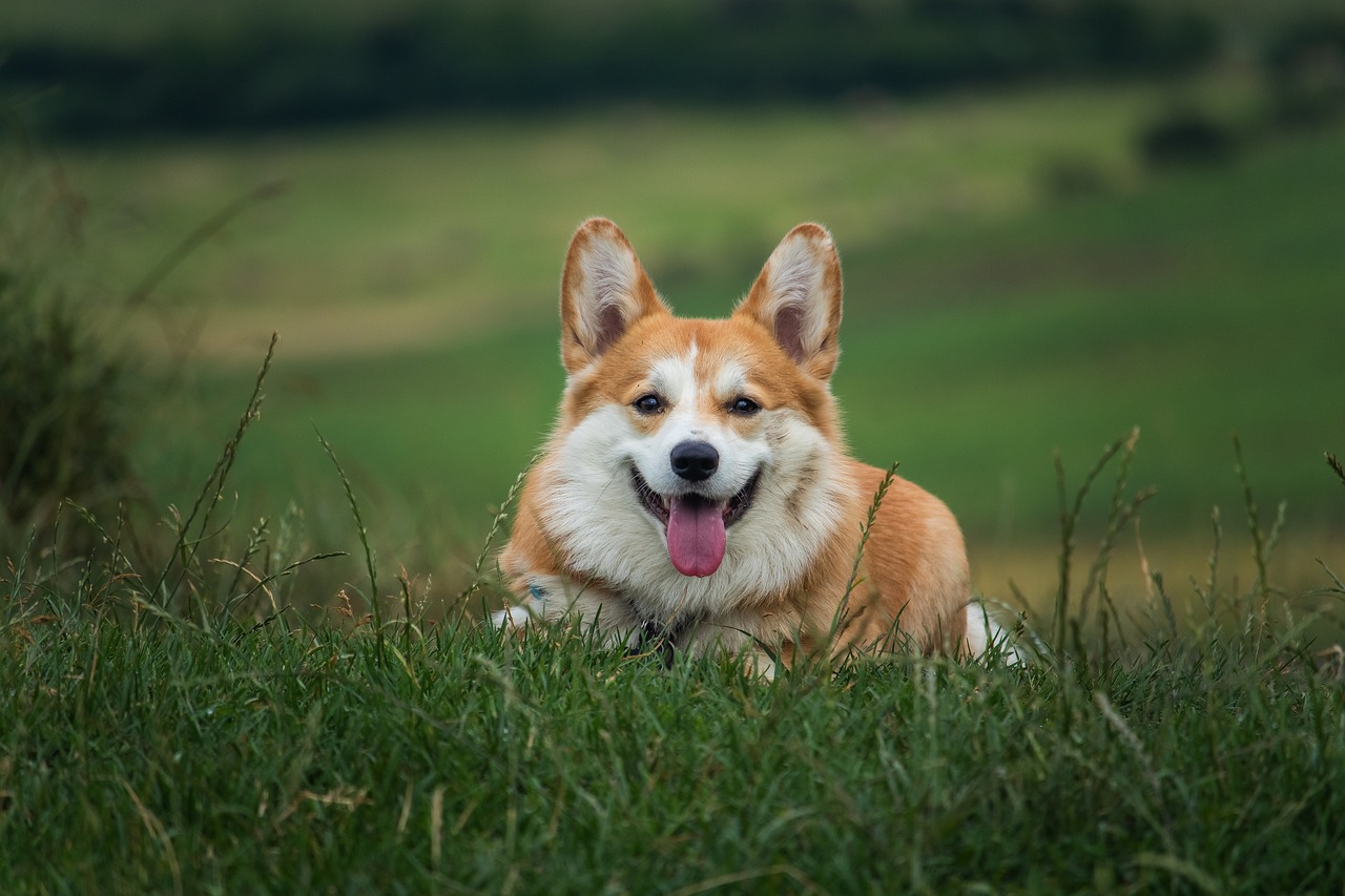 The Top 10 Most Active Dog Breeds for Outdoor Enthusiasts